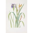 thumbnail image 3 of William Rickatson Dykes 13x18 Black Modern Framed Museum Art Print Titled - Iris Clarkei (1913), 3 of 5