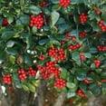 thumbnail image 3 of Brighter Blooms - Nellie Stevens Holly Shrub, 5 gal - No Shipping to AK, AZ, HI, OR, 3 of 7