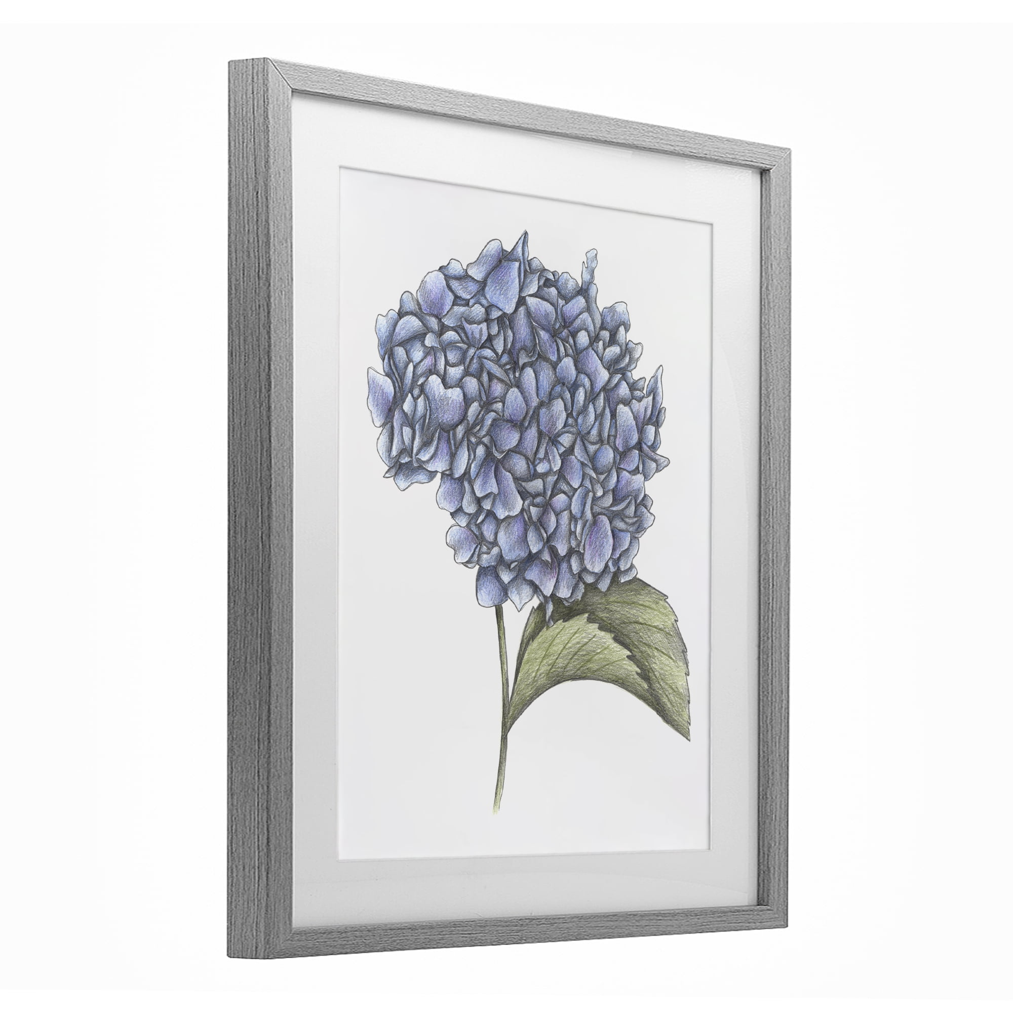 Hydrangea Sketch Blossom Gray Framed Print Under Glass, design by Cecilia Battaini
