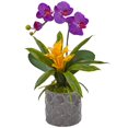 thumbnail image 1 of Mini Phalaenopsis Orchid and Bromeliad in Gray Vase, 1 of 1