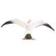 thumbnail image 3 of Plástico Realista Zulema Modelo de Pájaro Silvestre Selva bosque Juguete de figura animal, 3 of 8