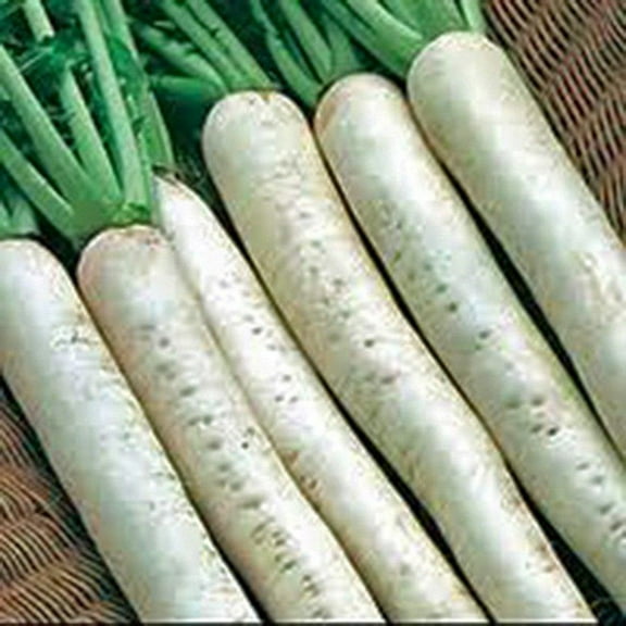 Radish Seed,Japanese Minowase, Daikon, Heirloom, Non GMO, 100 Seeds