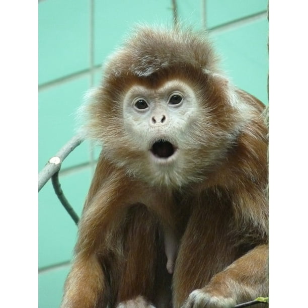 Creature Animal Monkey Capuchin Capuchins-12 Inch BY 18 Inch Laminated