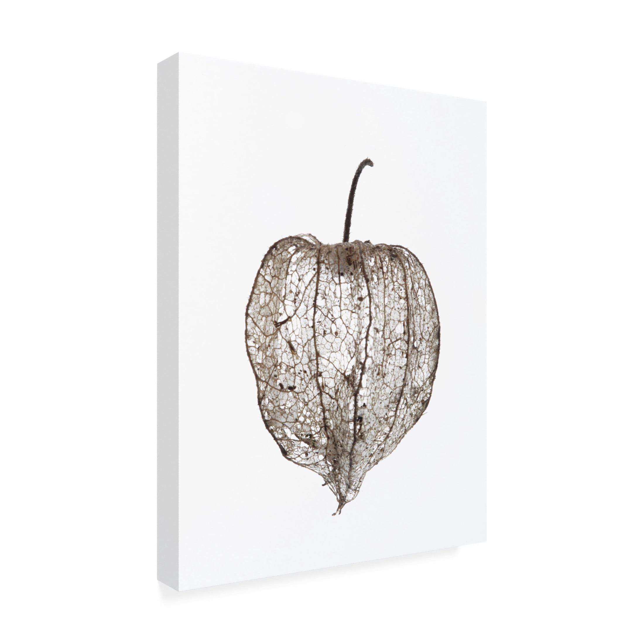 Trademark Fine Art Shot by Clint Pod Canvas Wall Art