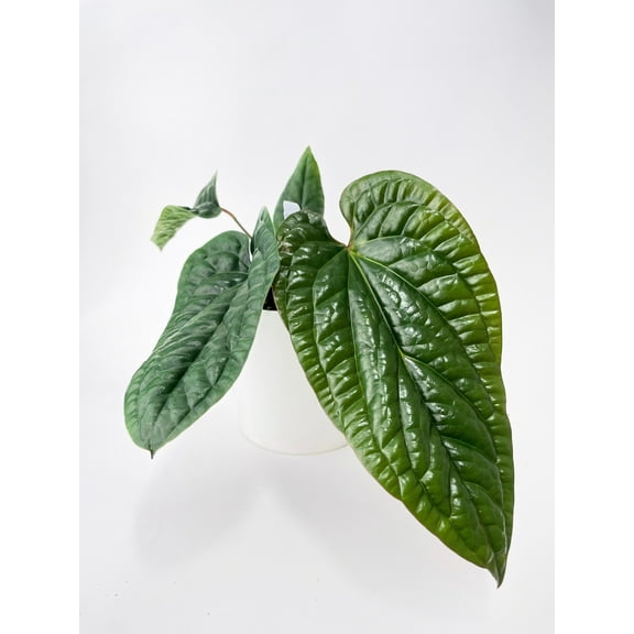 Bumble Plants Anthurium Radicans - Full Live Colorful Houseplant in Nursery Pot, Easy Care, Indoor Plant for Beginners