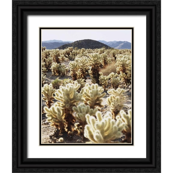 Talbot Frank, Christopher 26x32 Black Ornate Wood Framed with Double Matting Museum Art Print Titled - CA, Joshua Tree NP Teddy Bear Cholla Cactus