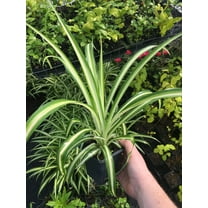 3 Spider Plants, Naturally Air Purifying House Plant in 4" Pots, Easy Care, Live Indo