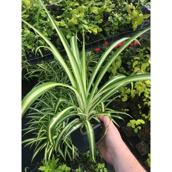 3 Spider Plants, Naturally Air Purifying House Plant in 4" Pots, Easy Care, Live Indo