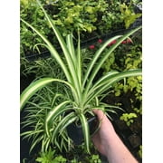 3 Spider Plants, Naturally Air Purifying House Plant in 4" Pots, Easy Care, Live Indoor House Plant