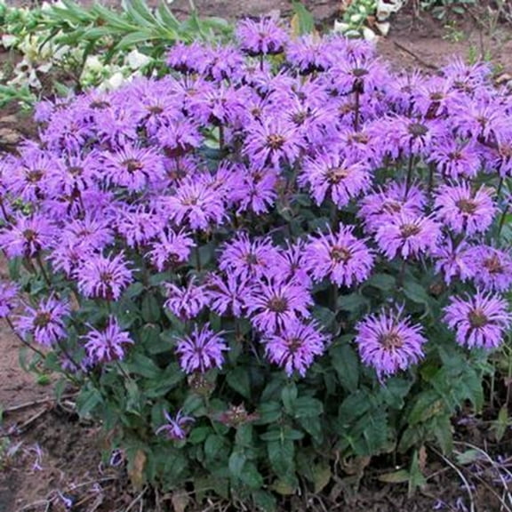 100 Blue Moon Bee Balm Seeds