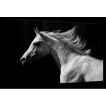 Elephant Stock Arabian Horse Wall Art - Horizontal Canvas Wall Art - Living Room Wall Decor - Photography Animal Canvas - Black And White Decor - 51" x 34"