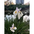 thumbnail image 5 of African Iris White  2 Large Gallon Size Plants  Dietes Iridioides  Low Maintenance Drought Tolerant Grass, 5 of 5