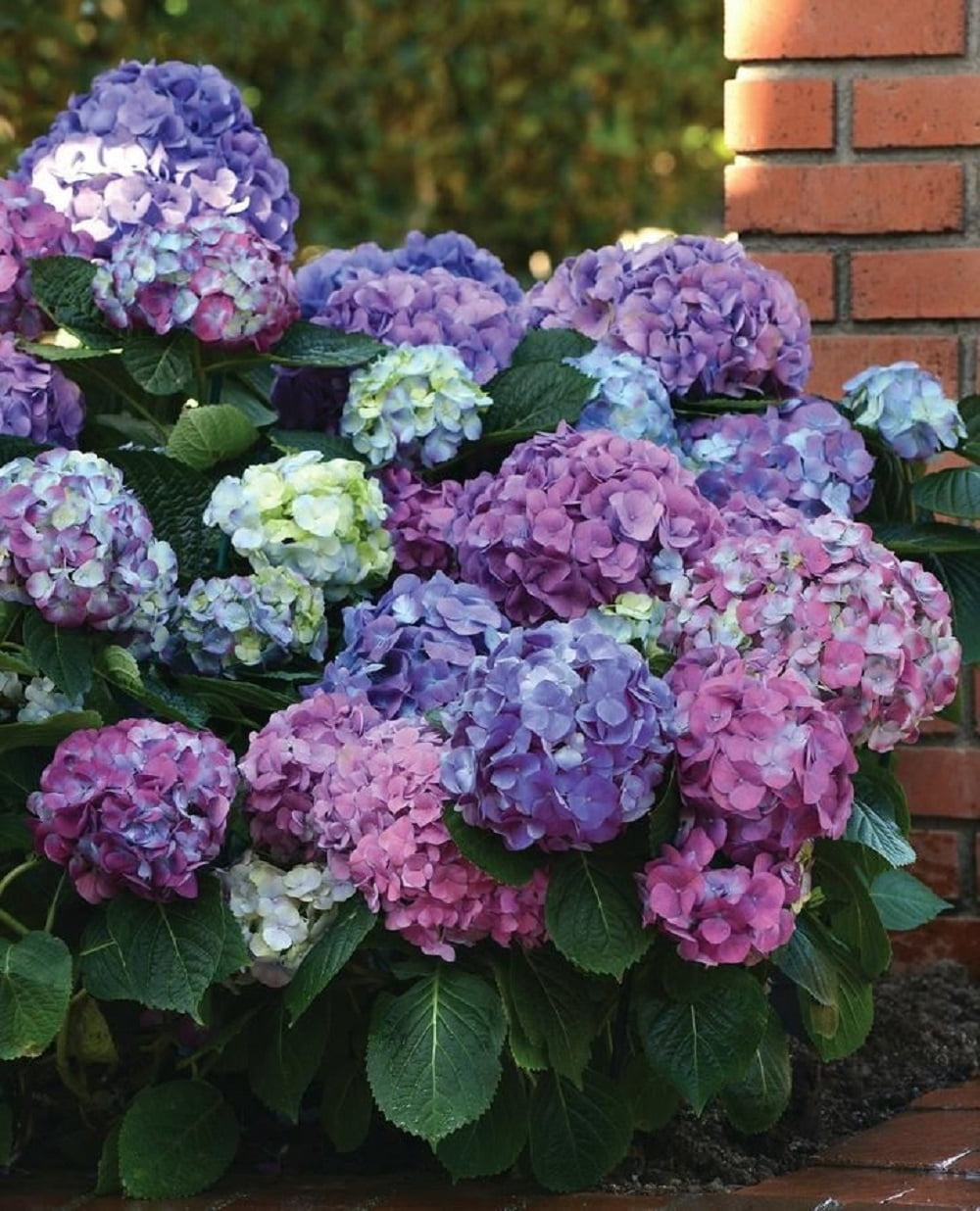 L.A. Dreamin Hydrangea Flowering Live Shrub in 3-Gallon Grower Pot