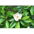 thumbnail image 3 of Sweetbay Magnolia Tree 8-12 Inches, 3 of 6