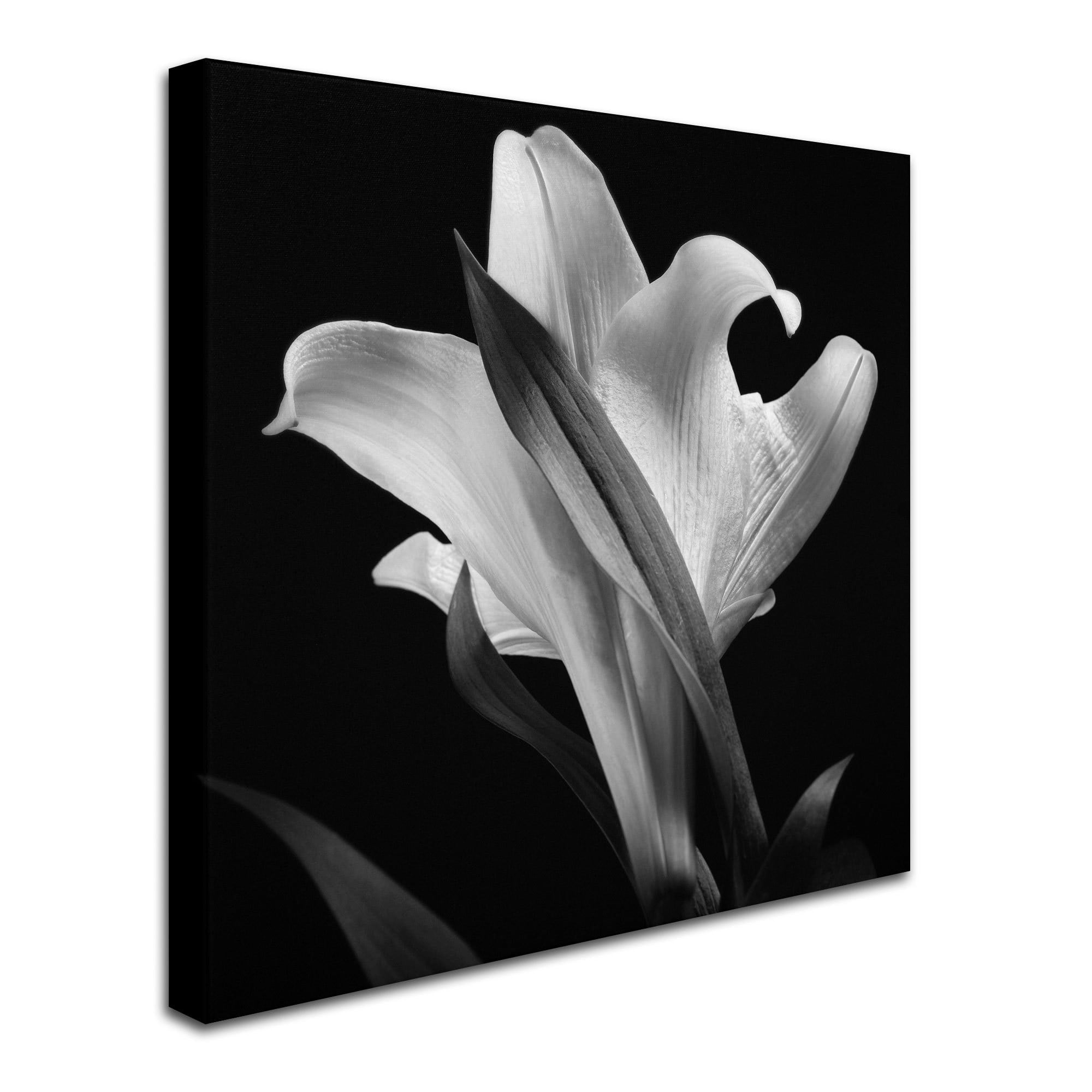 24x24 Gallery Wrapped Canvas Art