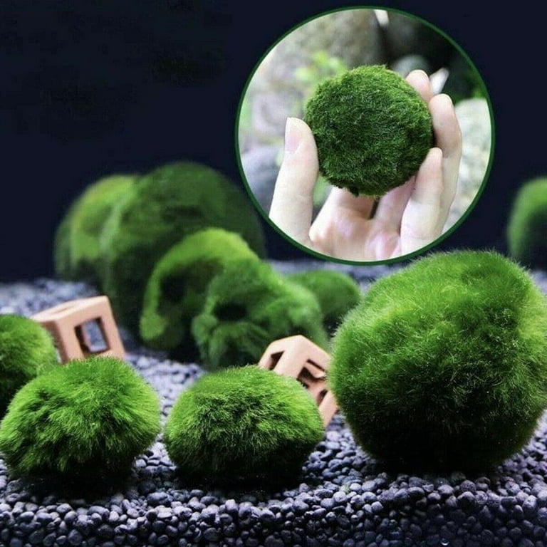 Buy 4 Artificial Aquarium Fake Seaweed Ball s Plastic Small Marimo Moss  Balls for Fish Tank Decoration 3.1 Inch Realistic Turtle Tank Accessories  Algae Ball for Decor Home 40 Gallon Tanks (4