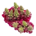thumbnail image 4 of Bouquet snapdragon premium, 4 of 4