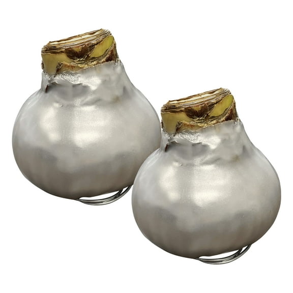 Waxed Amaryllis Bulb - Silver Wax, Blooms Red (2 Plants Per Pack) - Easy Care - No Watering Needed! Beautiful Holiday Decor