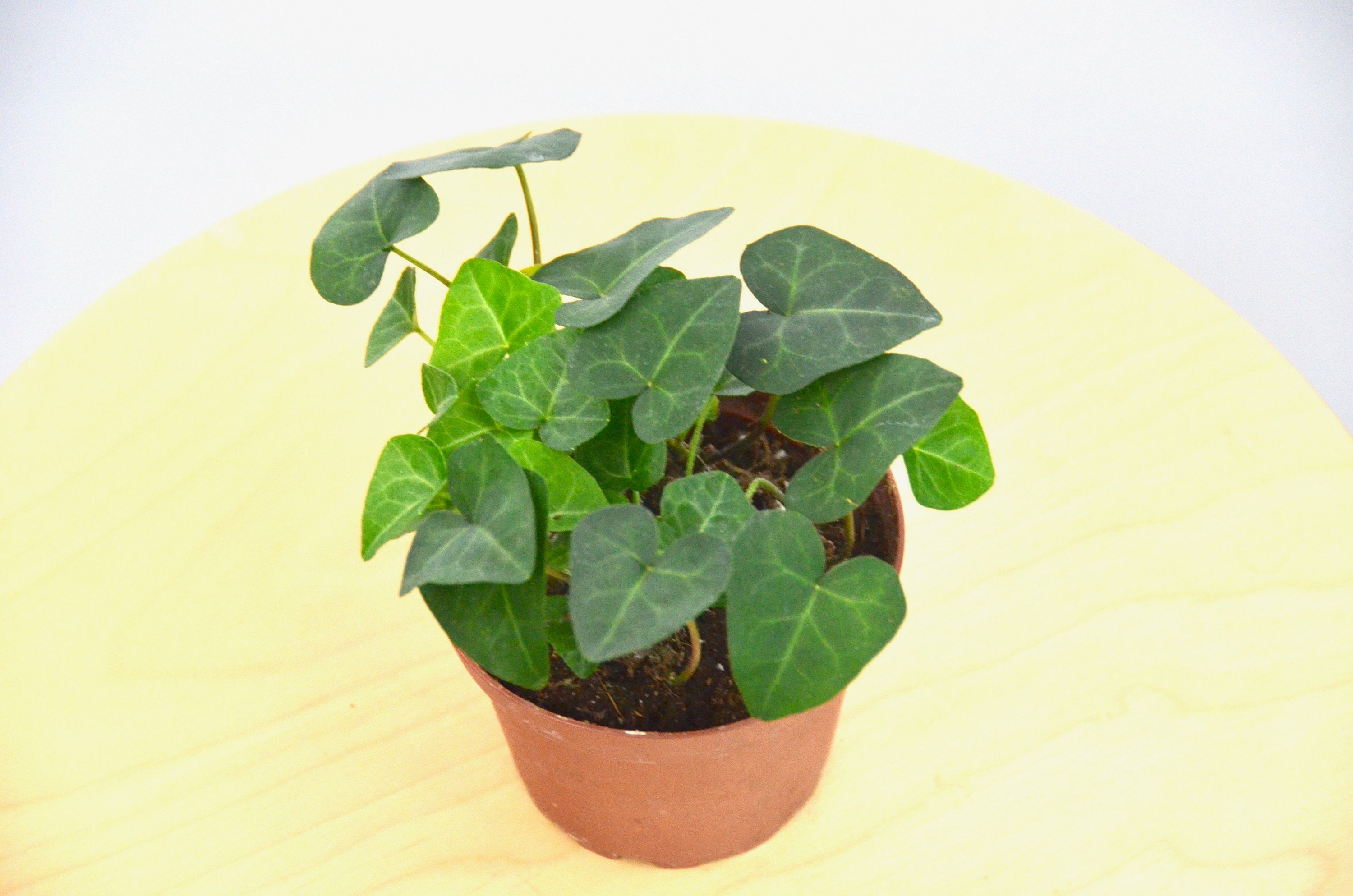 English Ivy �Heart Shaped� 4&quot; Pot Live House Plant