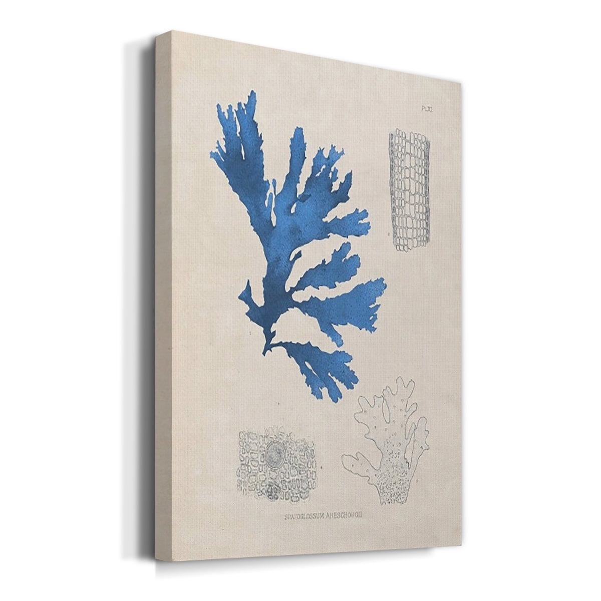 Blue Marine Algae VIII Premium Gallery Wrapped Canvas - Ready to Hang