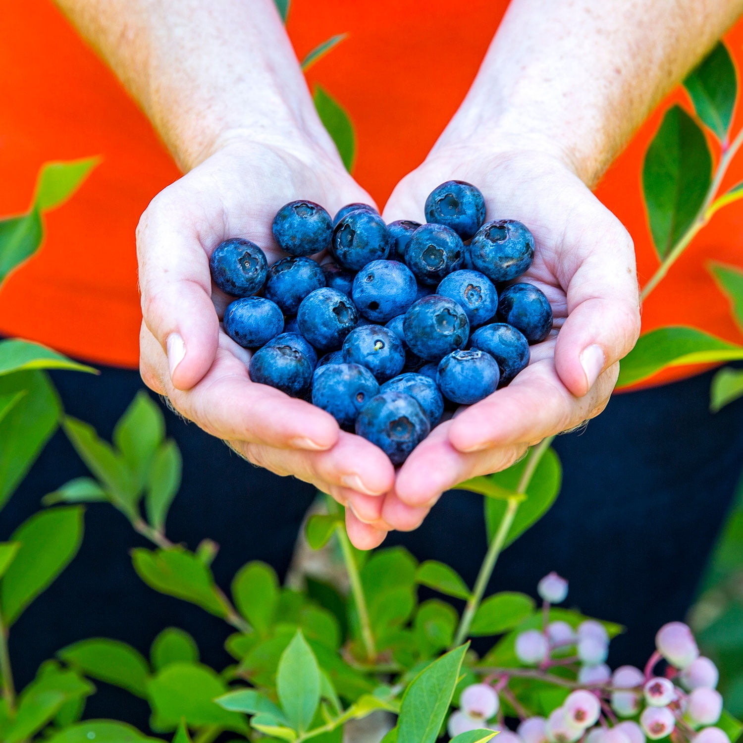 Expert Gardener Woodard Rabbiteye Blueberry Bush (2.5 Gallon) Fruit-Bearing Deciduous Shrub - Live Outdoor Plant