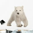 thumbnail image 1 of Polar Bear Cub Ursus Wall Mural by Wallmonkeys Peel and Stick Graphic (36 in H x 36 in W) WM288329, 1 of 4