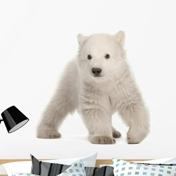 Polar Bear Cub Ursus Wall Mural by Wallmonkeys Peel and Stick Graphic (36 in H x 36 in W) WM288329