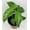 3 Plants, variant on Calathea Musaica Network Prayer Plant - 3 Live Plants in 4 Inch Pots - Calathea Musaica - Beautiful and Elegant Indoor Houseplants from The Nursery