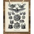 thumbnail image 5 of Ernst Haeckel Bats Art Print - 11x14 Unframed Art Print - Great Biology Lab Decor or Gift for People Who are Fascinated with Bats, 5 of 6