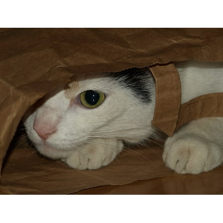 - Framed Art For Your Wall Cat Bag Shelter 10x13 Frame
