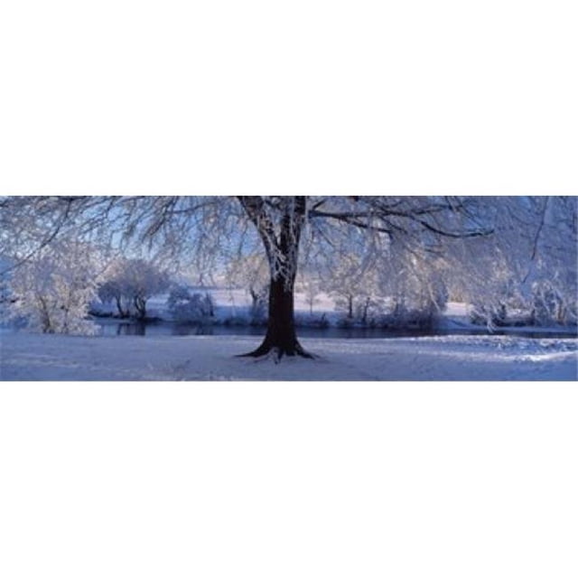 Panoramic Images PPI45216L Affiche Panoramic Images Winter Trees Perkshire Scotland Imprimée - 36 x 12