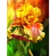 thumbnail image 1 of Taladro diamante pintura (DE2687) 5D DIY completo flor pájaro punto de cruz bordado Kit 50x70cm FLhrweasw Nuevo, 1 of 1