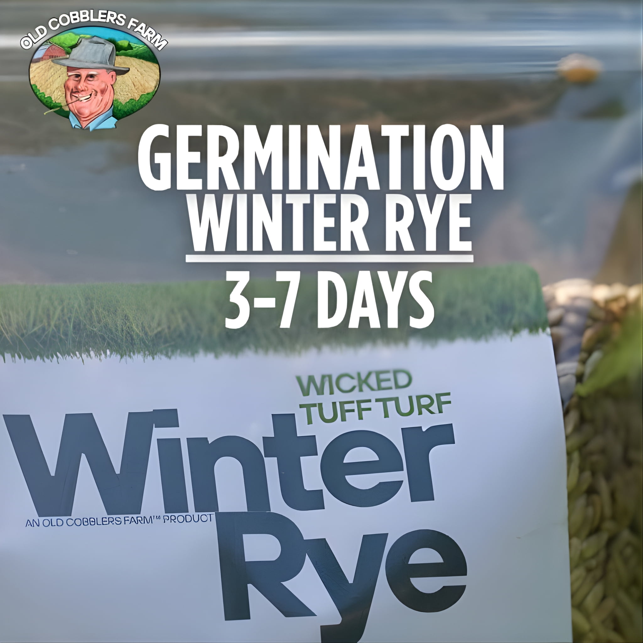 Old Cobblers Farm™ Wicked Tuff Turf Winter Rye Grass Seed Grass, 10lbs
