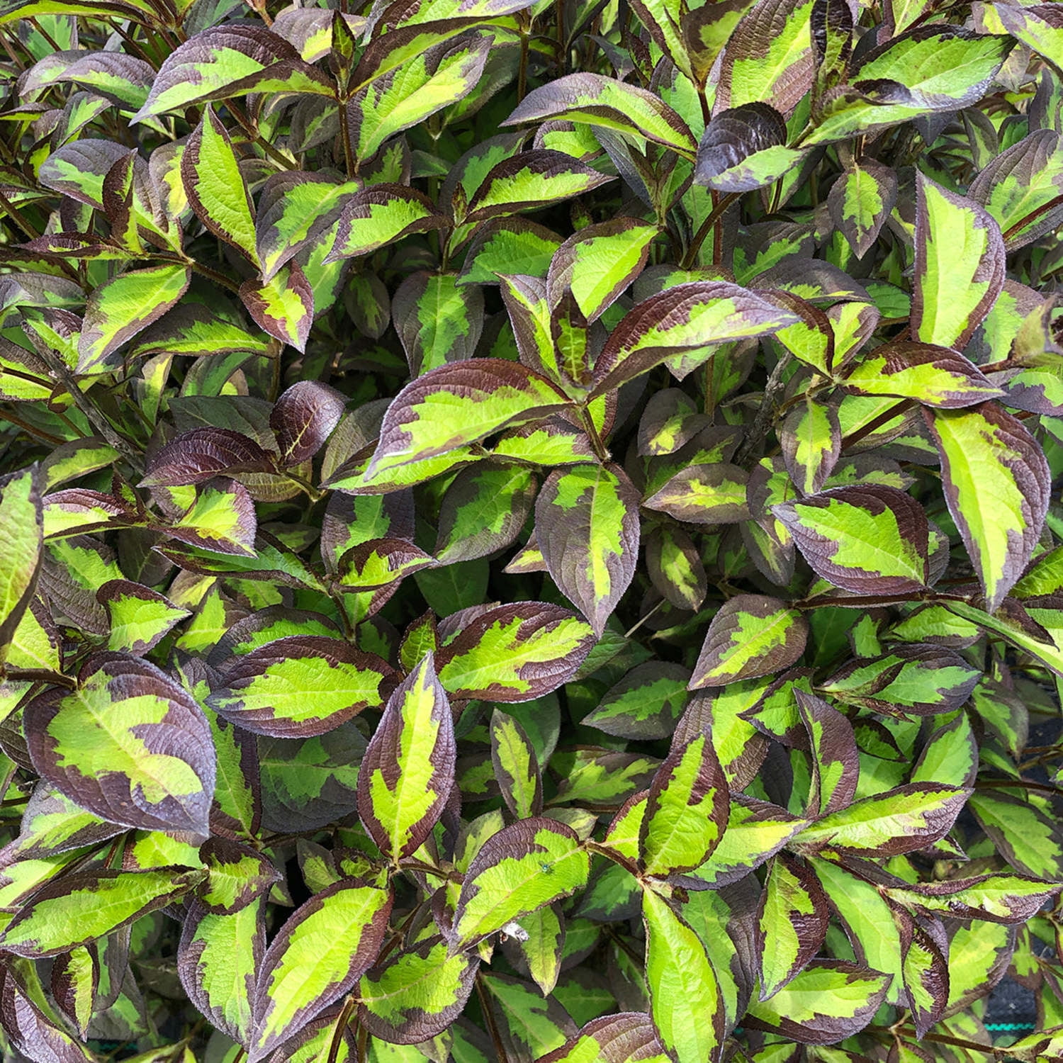 Proven Winners ColorChoice 5" Red Vinho Verde Weigela Live Plant in 4.5" Pot (4 Count)