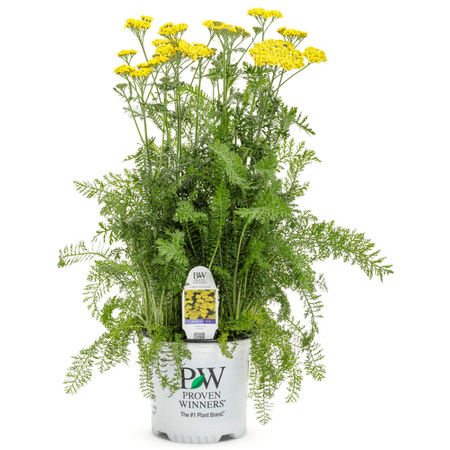 Proven Winners 2.5QT Achillea Yellow Live Plant Sun, Pot