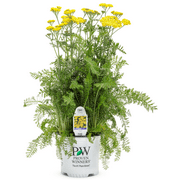Proven Winners 2.5QT Achillea Yellow Live Plant Sun, Pot