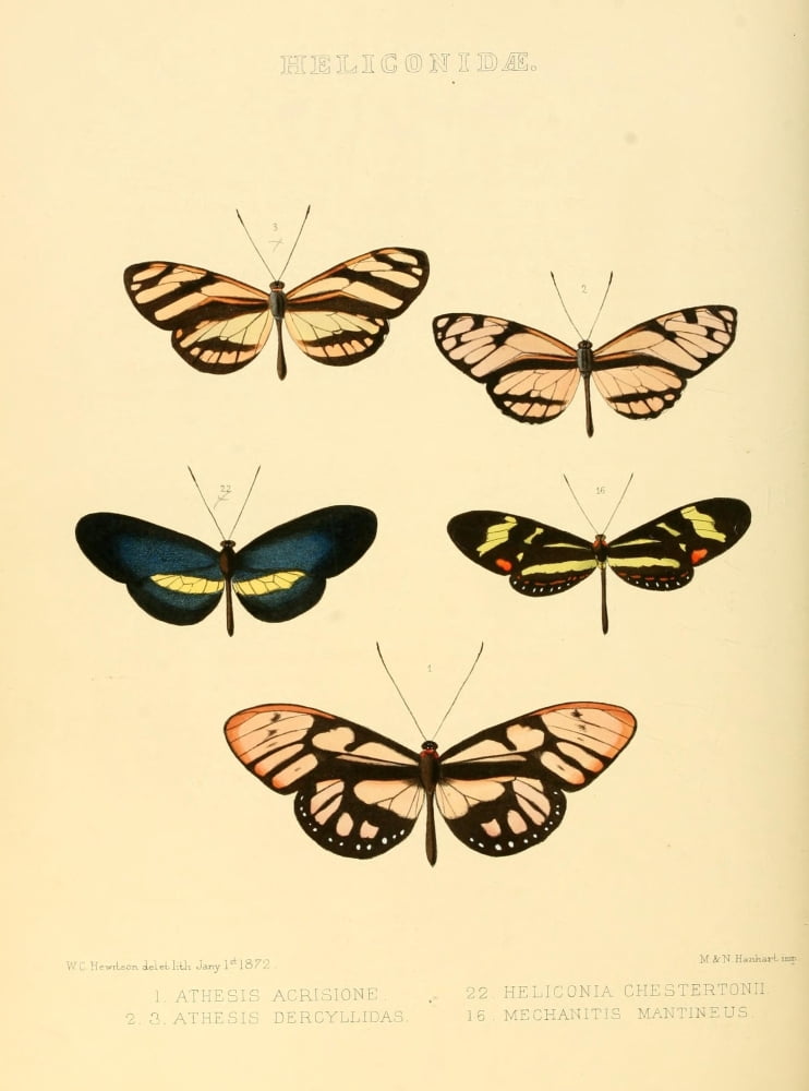 Exotic Butterflies