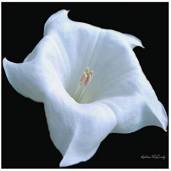 Trademark Art "Moonflower Black and White" Canvas Art by Kathie McCurdy
