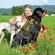 thumbnail image 5 of Chalecos para perros Chalecos militares para perros Collares con bolsas y parches, Chalecos tácticos para perros sin tirones para perros grandes Adepaton CPB-US-ZMR10-3, 5 of 5