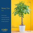 Money Tree Live Plant, Easy to Grow Houseplant Potted in Indoor Garden