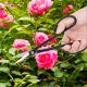 thumbnail image 5 of Clad Steel Bonsai Scissors Bonsai Shear Long Handle Scissors 210mm, 5 of 5