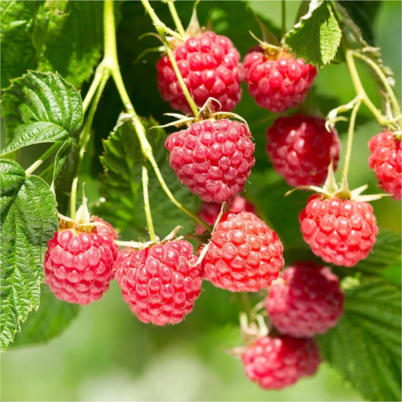 Red Raspberry Plant Live, 5-8 Inch Tall, Sweet Raspberry Bush Live