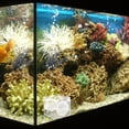 thumbnail image 3 of EeaseMX Caja de cría de peces, caja de acrílico para incubación de peces, caja transparente para peces, pecera, caja de aislamiento de peces, 3 of 7
