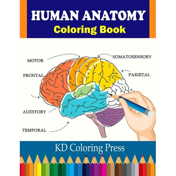 Download Human Anatomy Coloring Book Human Body Anatomy Coloring Book For Kids Paperback Walmart Com Walmart Com
