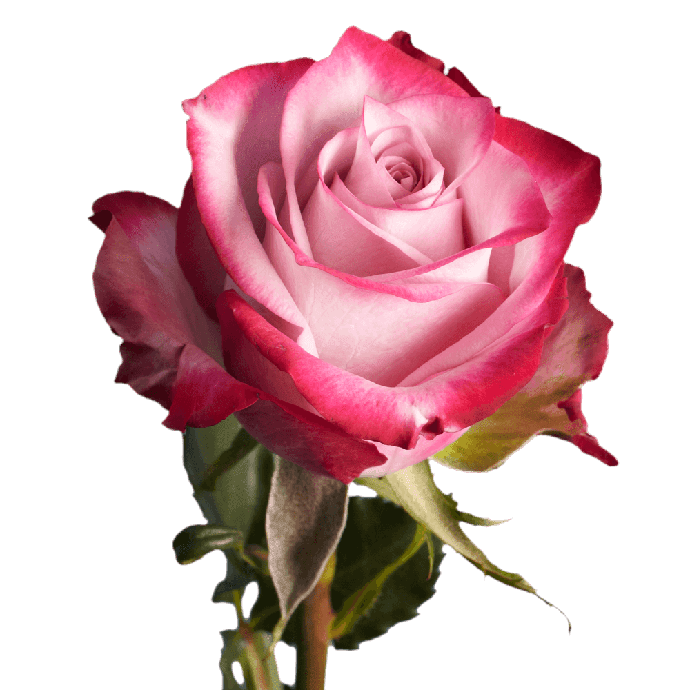 100 Red roses bouquet – Purple Violet