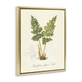 thumbnail image 3 of Stupell Industries Cottage Biological Plant Study Gold Floating Frame Canvas Art, 17 x 21, by Tina Higgins Designs Inc., 3 of 8
