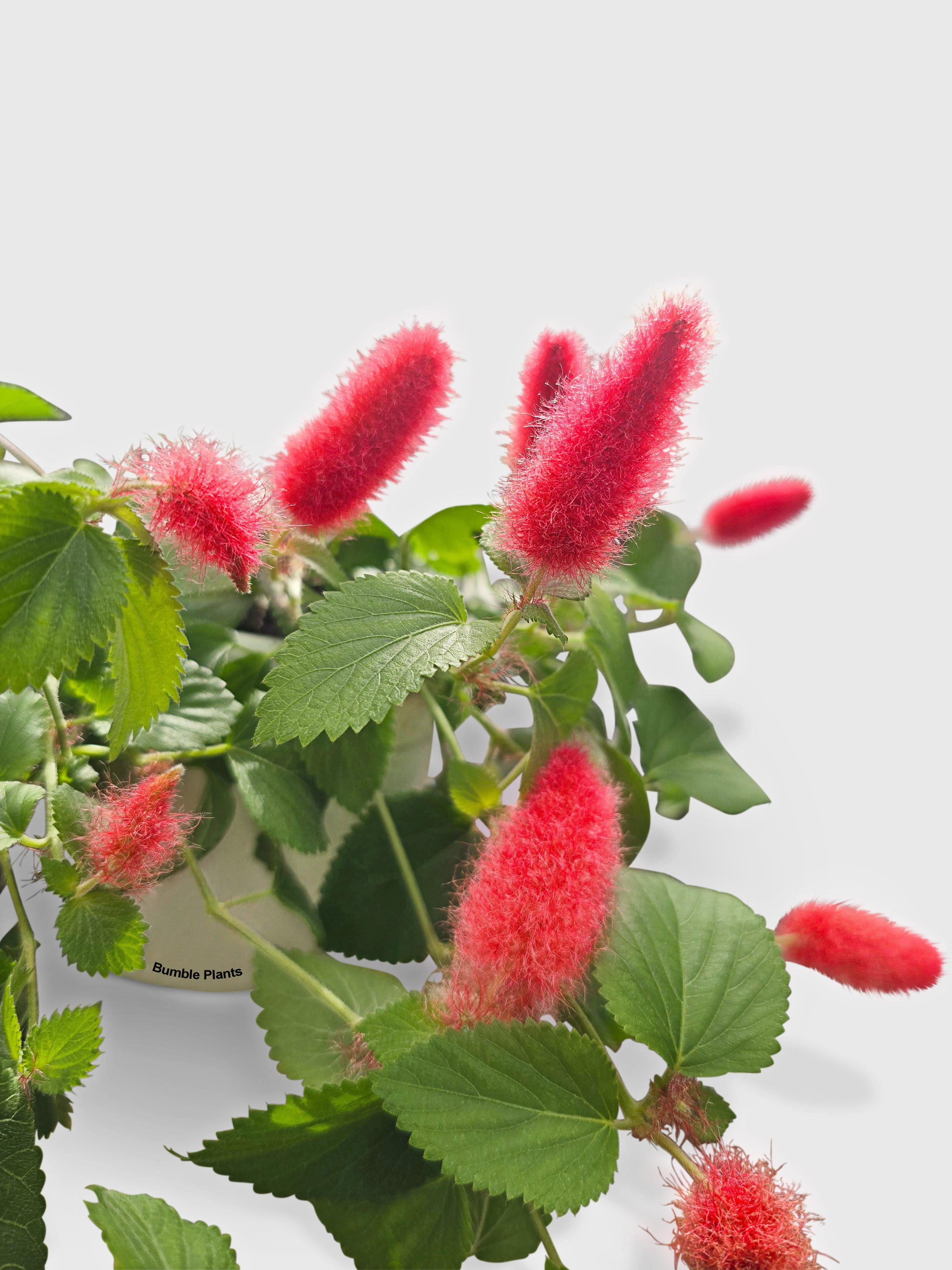 Chenille Acalypha Hispida 'Red Hot Cat's Tail' - Live Air-Purifying Indoor Plant in Nursery Pot – Easy Care, Low Maintenance Houseplant for Home & Office Decor, Natural Air Cleaner, Best for Beginners