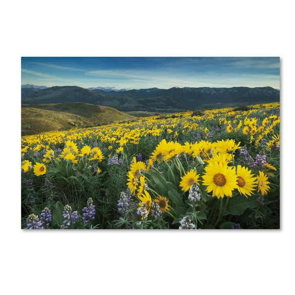 Trademark Fine Art 'Methow Valley Wildflowers IV' Canvas Art by Alan Majchrowicz