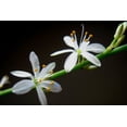 thumbnail image 4 of Ocean Spider Plant - Cleans the Air - NEW - 6" Hanging Basket, 4 of 4