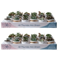 Costa Farms 3" Tall Assorted Succulents, Bright Direct Sunlight, Indoor Live House Plants, 48-Pk